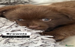 Mixed Breed dogs for sale: Adorable Pomapoo puppies- ready soon - Image 3