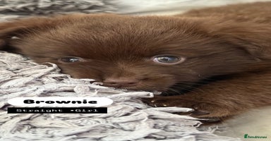 Mixed Breed dogs - Advert 8