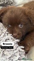 Mixed Breed dogs - Advert 8