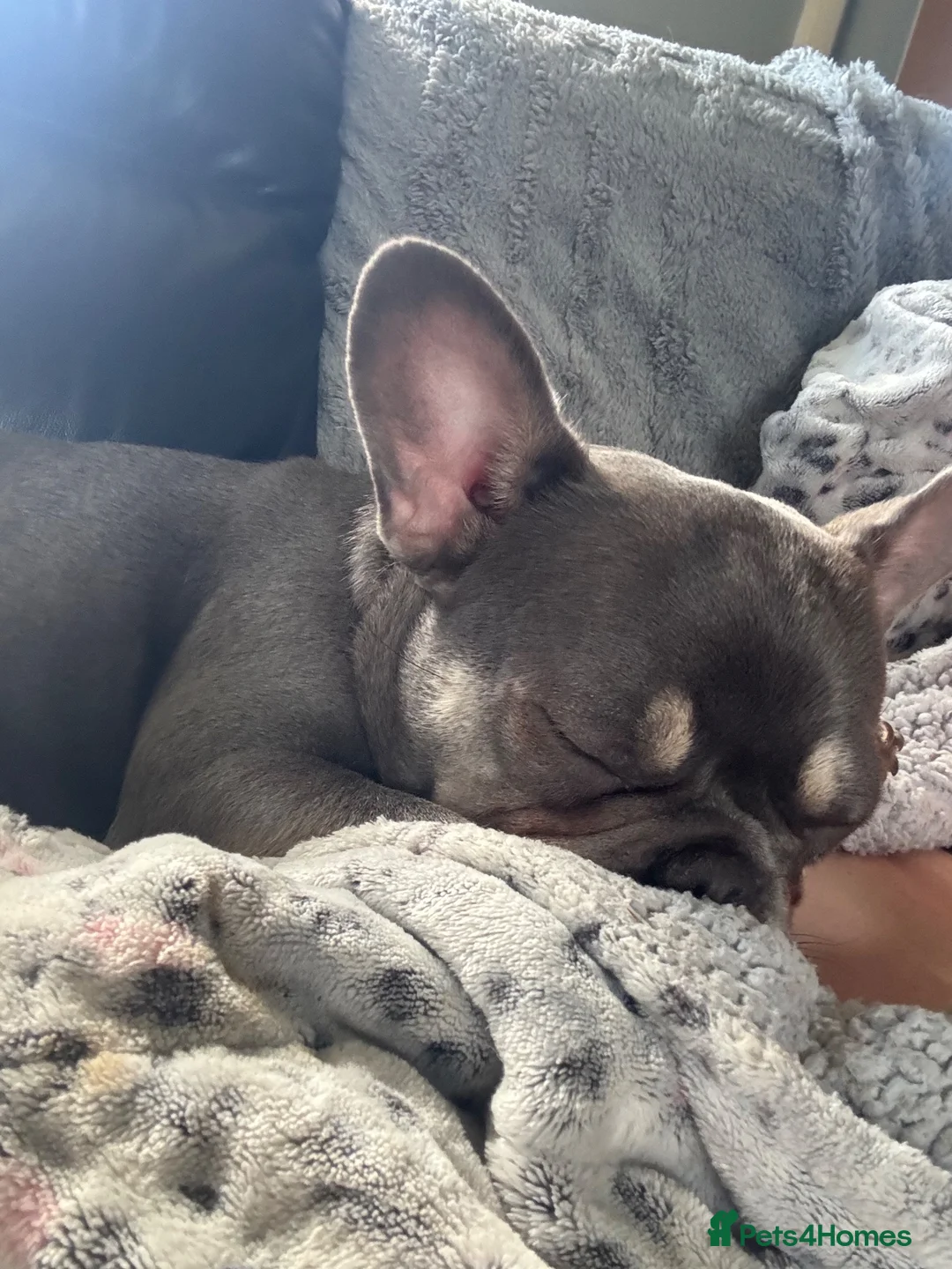 French Bulldog dogs for sale: Gorgeous silver & fawn French bulldog bitch - Advert 2