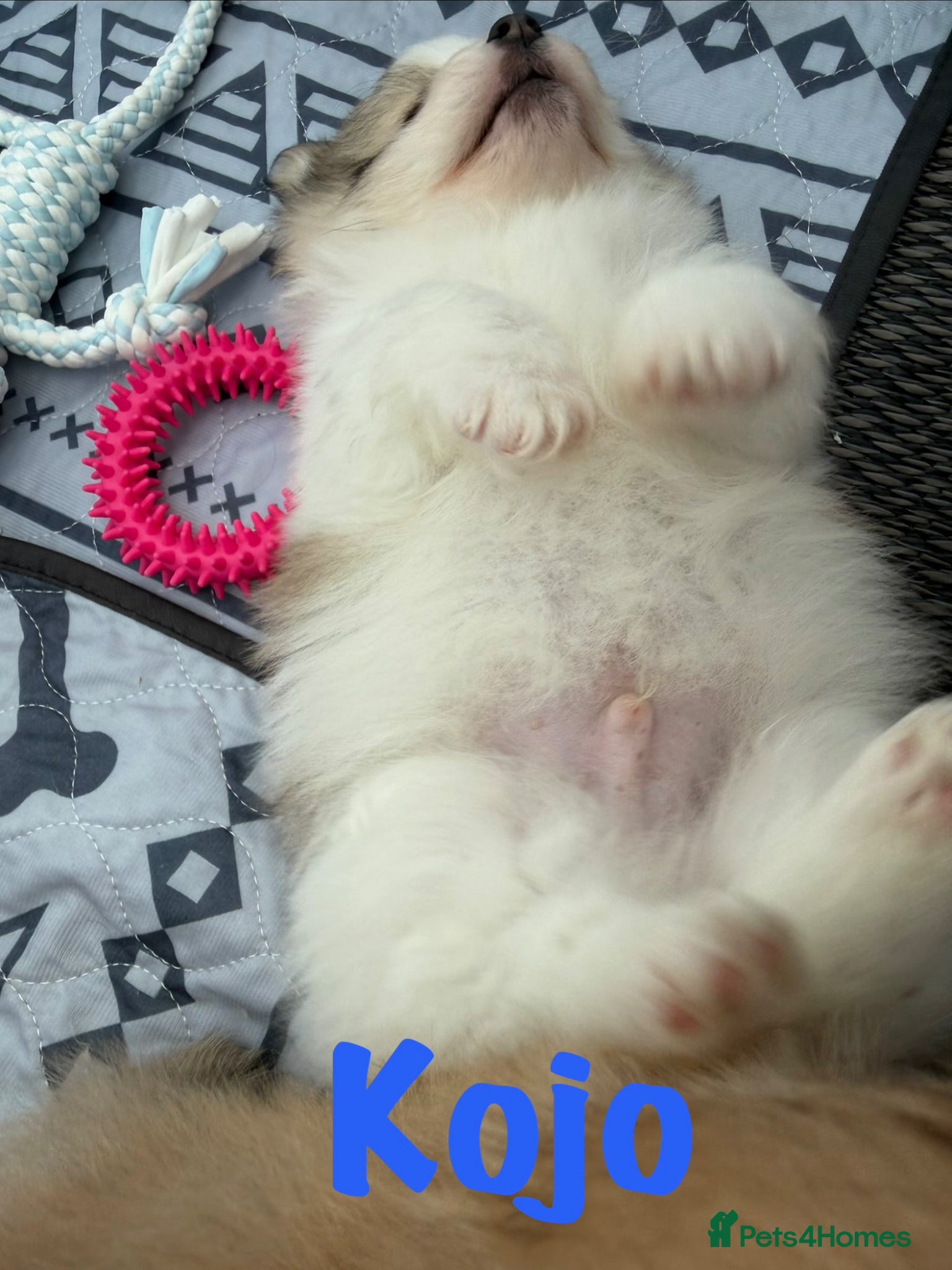 Pomeranian dogs for sale: Pomeranian Puppies Available To Reserve Now in Manchester - Advert 27