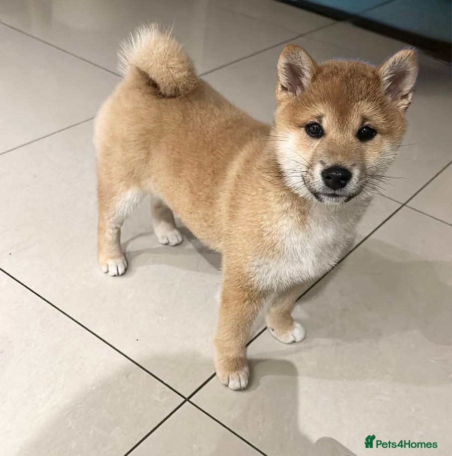 Japanese Shiba Inu dogs 💕 Adorable Female KC REG Shiba Inu Puppy 💕 - Advert 3