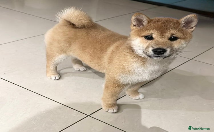 Japanese Shiba Inu dogs 💕 Adorable Female KC REG Shiba Inu Puppy 💕 - Advert 4