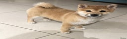 Japanese Shiba Inu dogs for sale: 💕 Adorable Female KC REG Shiba Inu Puppy 💕 - Advert 1