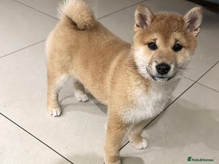 Japanese Shiba Inu dogs 💕 Adorable Female KC REG Shiba Inu Puppy 💕 - Advert 11