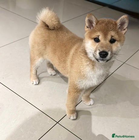 Japanese Shiba Inu dogs 💕 Adorable Female KC REG Shiba Inu Puppy 💕 - Advert 2