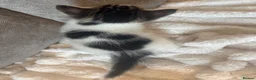Mixed Breed cats for sale: Male kittens  - Advert 3