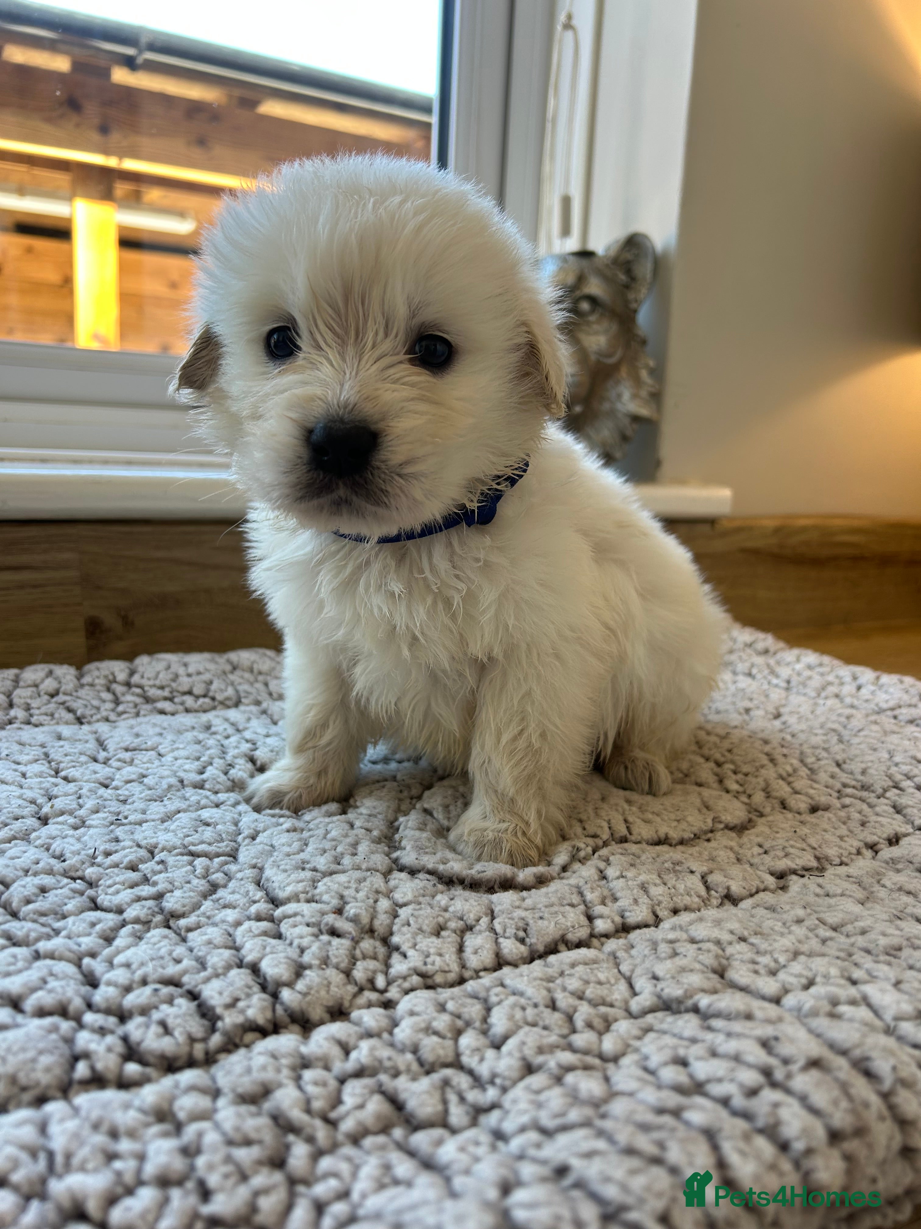 Golden Retriever dogs Our beautiful golden retriever pups - Advert 4