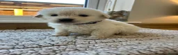 Golden Retriever dogs for sale: Our beautiful golden retriever pups - Advert 9