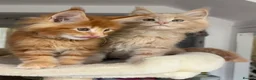 Maine Coon cats for sale: TICA Reg Maine Coon Kittens Ginger Red Cream - Advert 4
