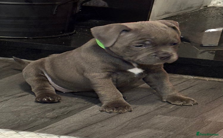 Staffordshire Bull Terrier dogs - Advert 5