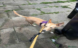 Mixed Breed dogs for adoption: Amber is looking for her forever home - Image 8