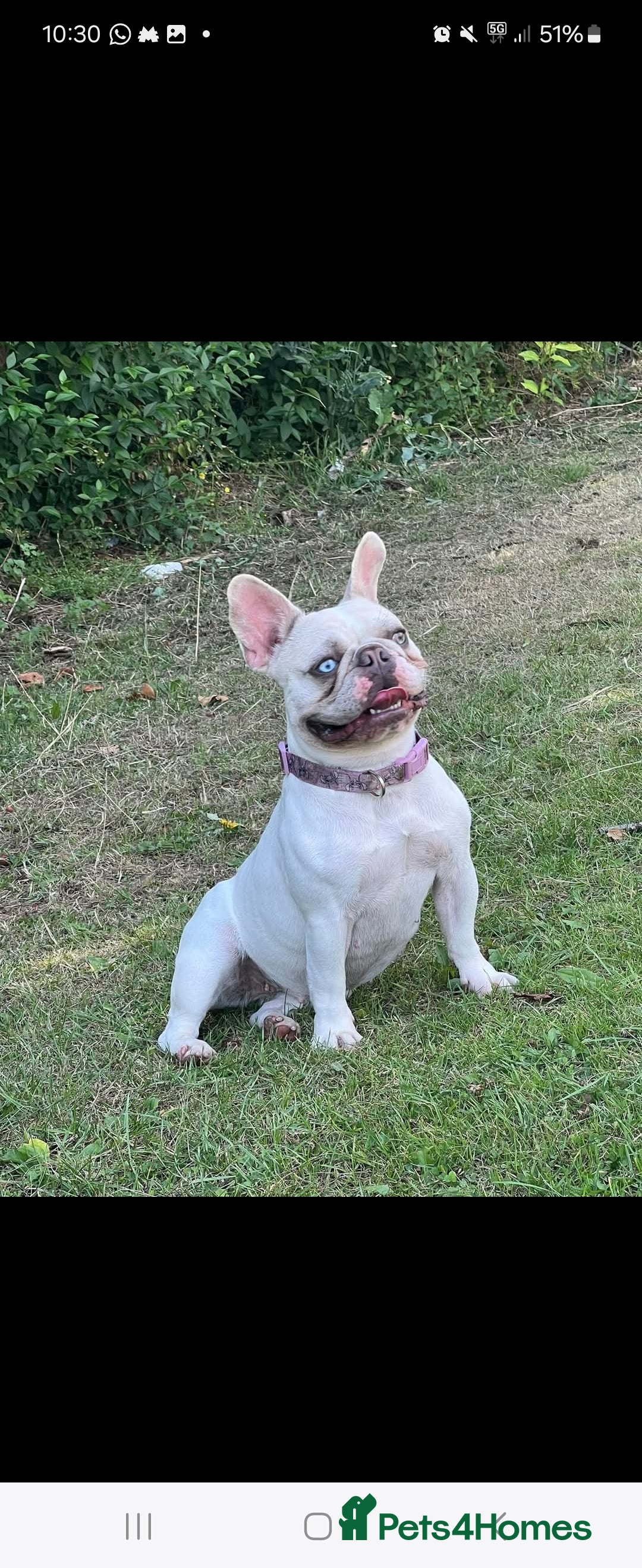 French Bulldog dogs for sale: French bulldog - Image 2