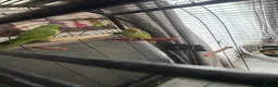 Ringnecks birds for sale: Breeding pair of ringneck - Advert 2