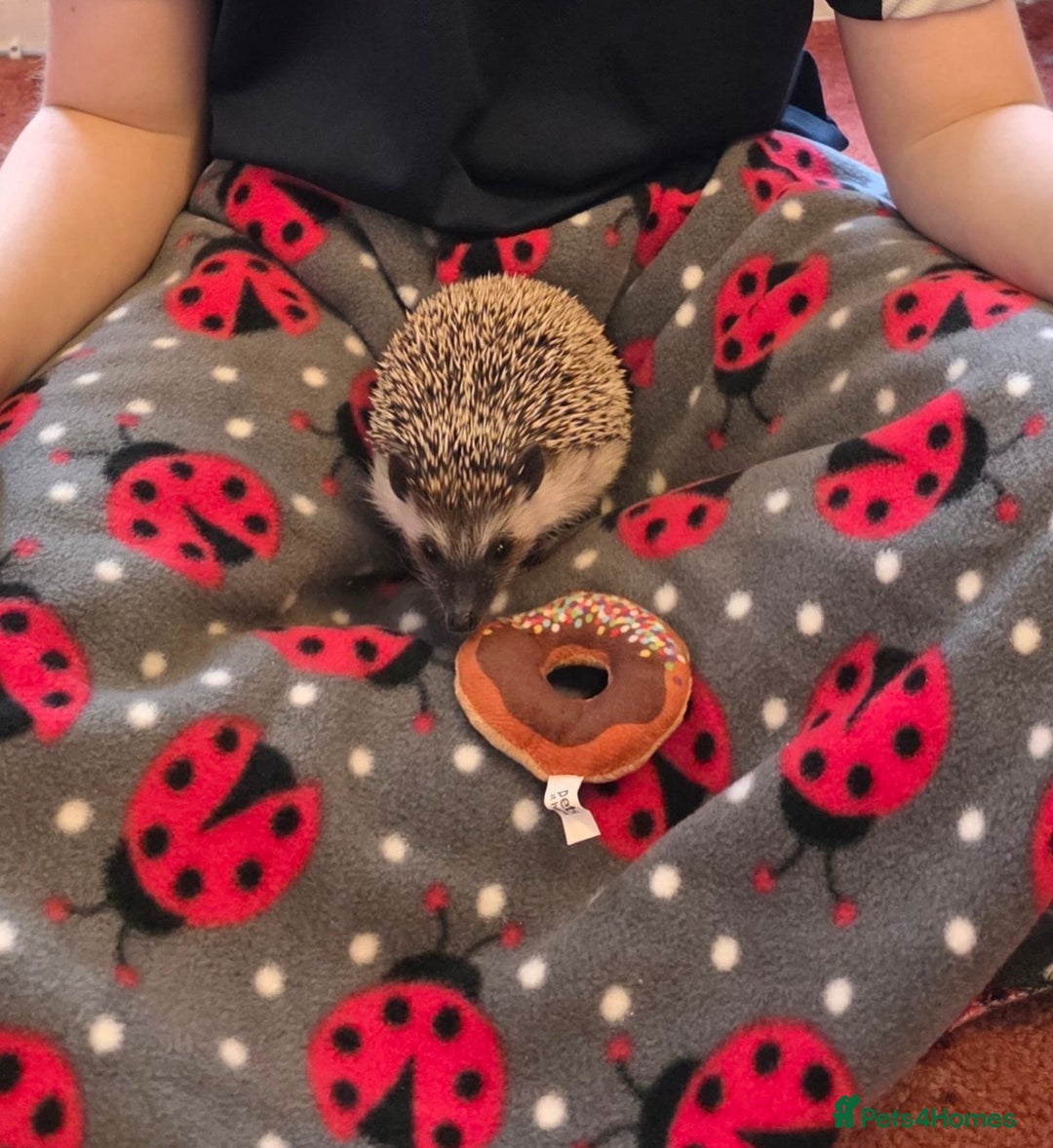 Pygmy Hedgehog rodents for sale: African Pygmy Hedgehog Male 9 months - Advert 5