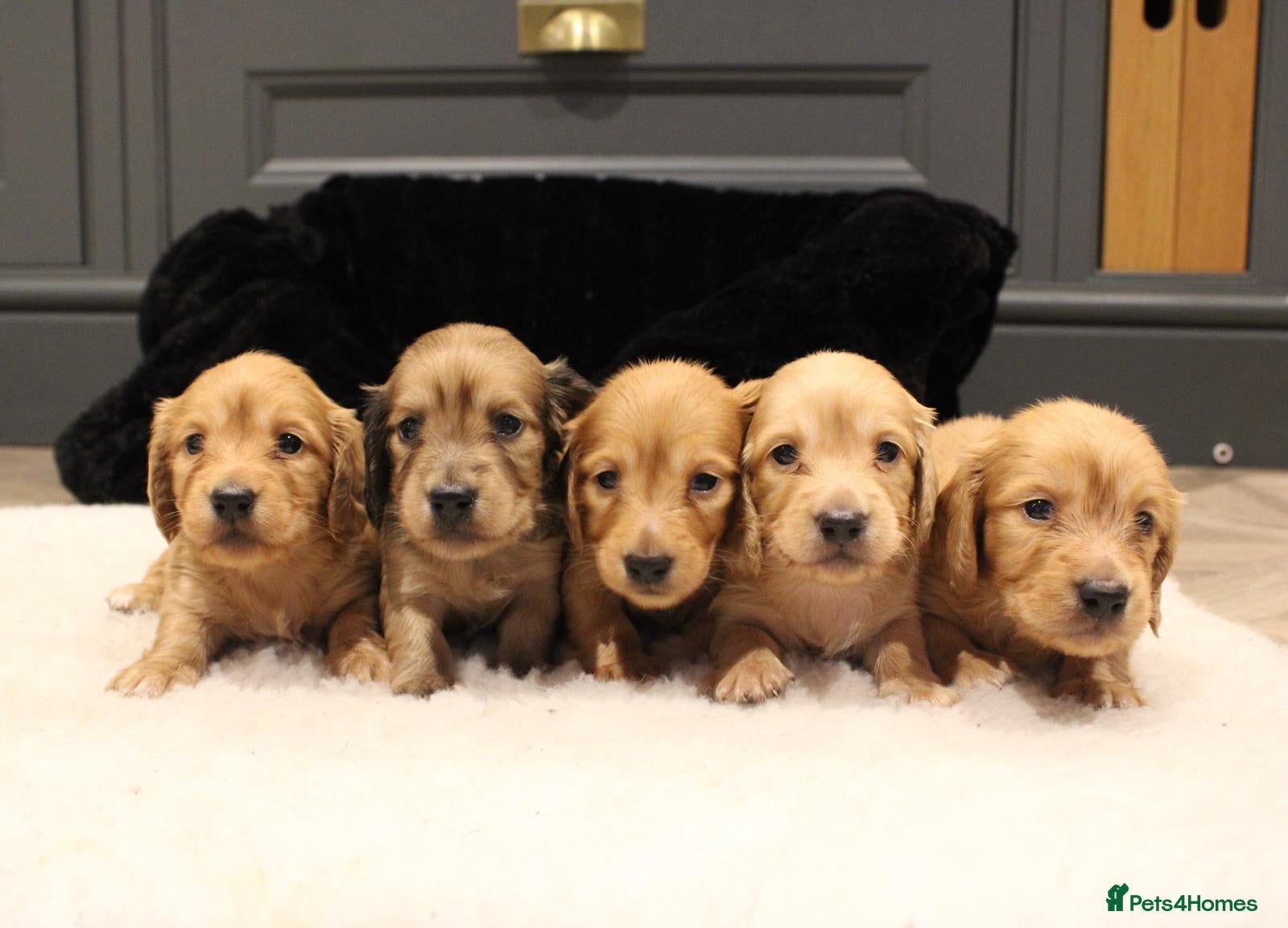 Miniature Dachshund dogs KC Reg cream L/hair Health Tested Mini Dachshund❤️ - Advert 1