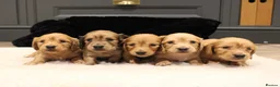 Miniature Dachshund dogs for sale: READYNOW KC cream L/H Health tested Mini Dachshund - Advert 12