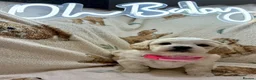 Mixed Breed dogs for sale: La chon  - Advert 9