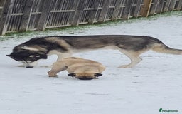 Siberian Husky dogs for sale: Rehoming my beloved Husky - Image 6