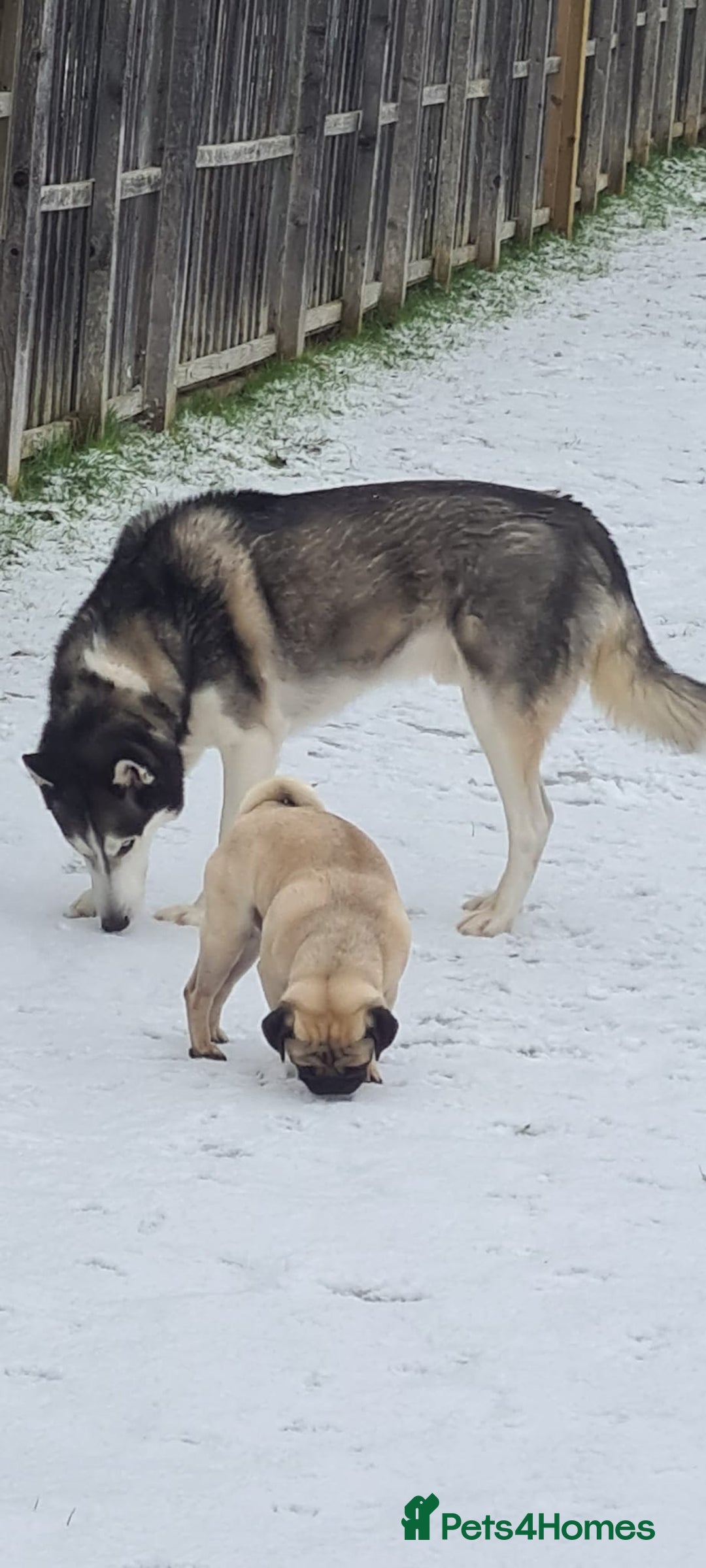 Siberian Husky dogs for sale: Rehoming my beloved Husky - Image 6