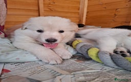 German Shepherd dogs for sale: Stunning litter of German shepherd puppies   - Image 10