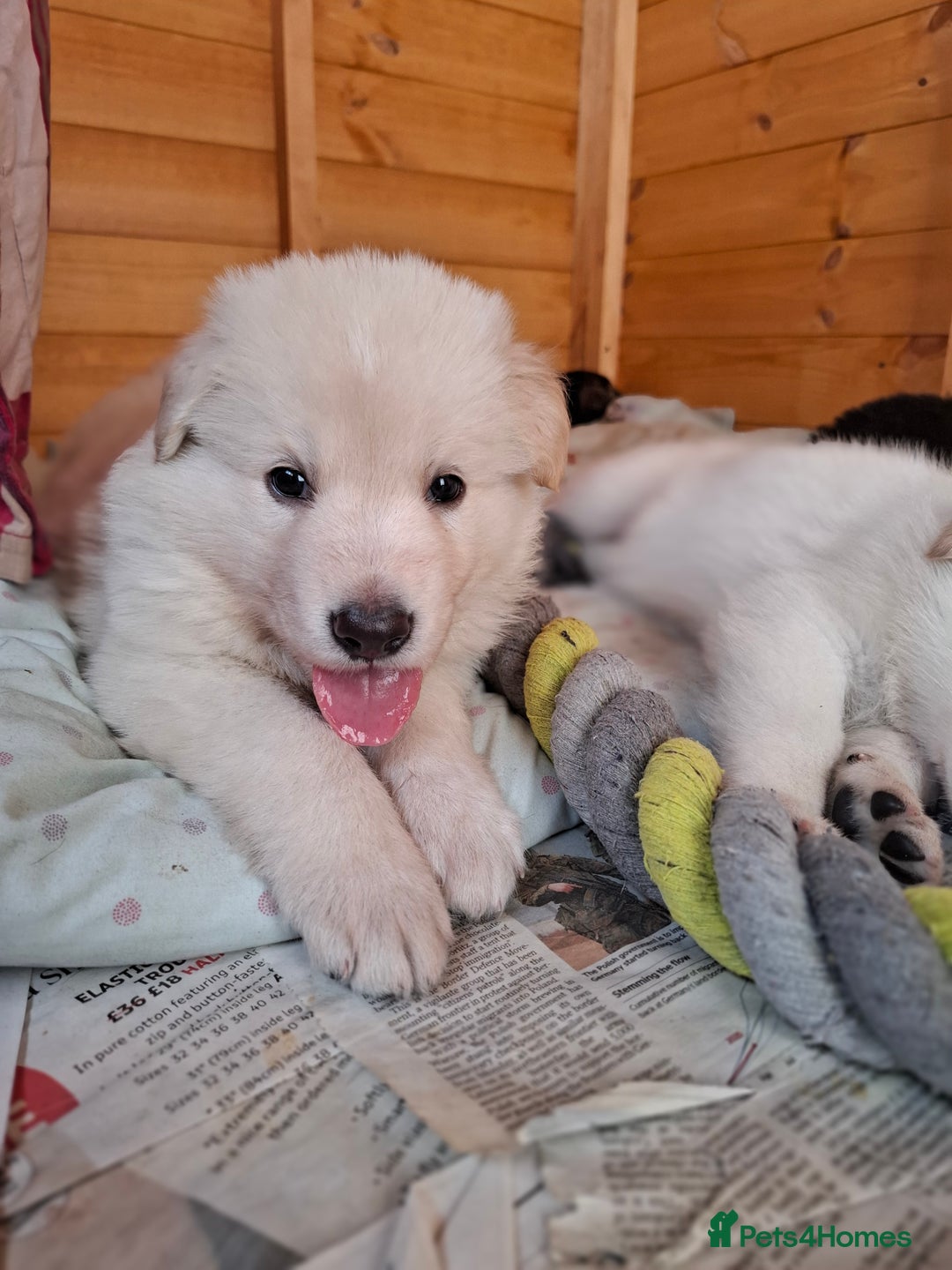 German Shepherd dogs for sale: Stunning litter of German shepherd puppies   - Image 10