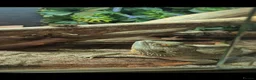 Bearded Dragon reptiles for sale: Bearded dragon  in Preston - Advert 6