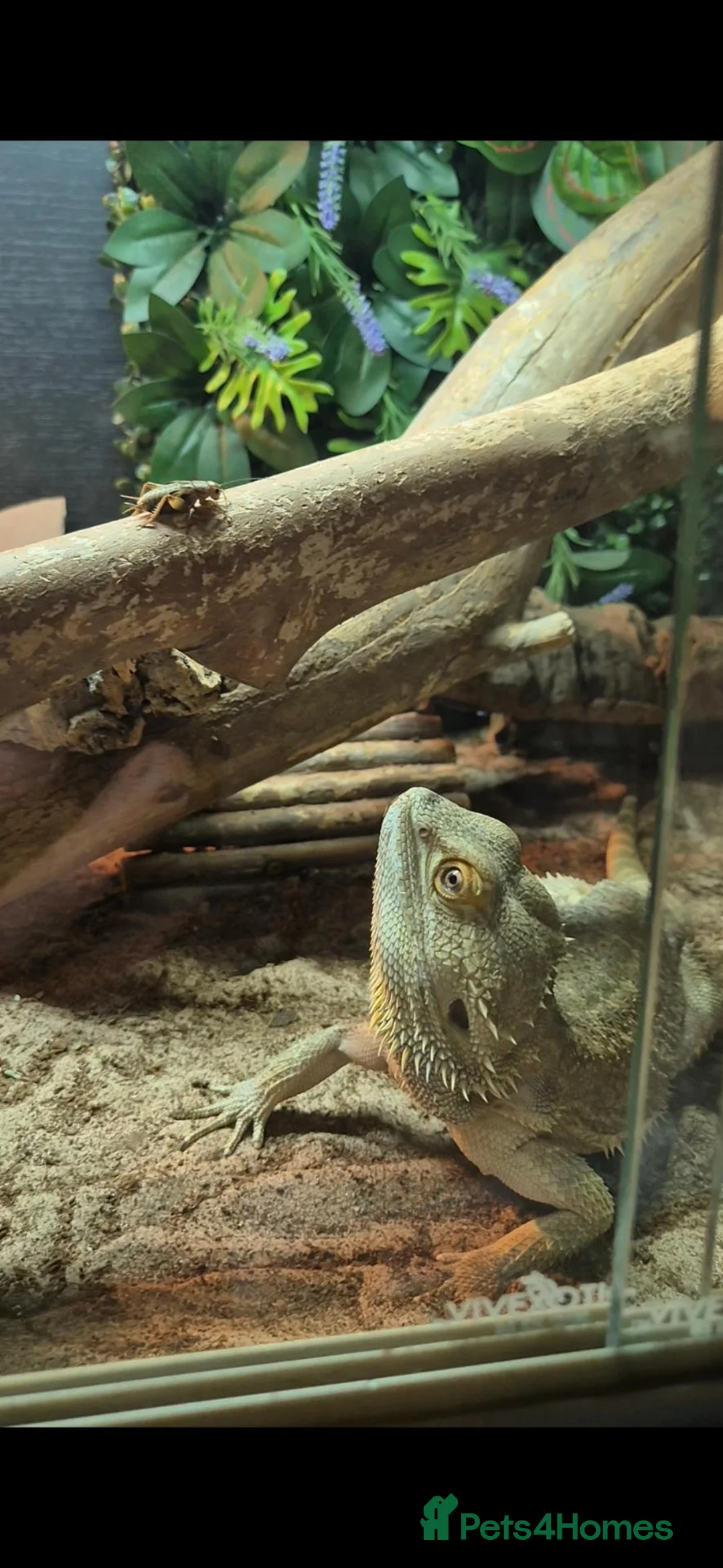 Bearded Dragon reptiles for sale: Bearded dragon  in Preston - Advert 6