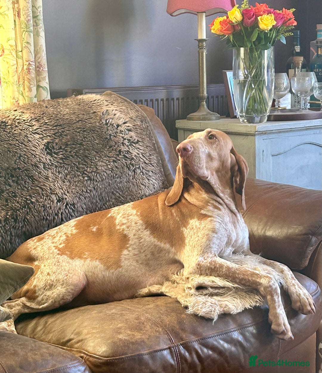 Bracco Italiano dogs for sale: Beautiful Bracco Pupoies - Image 13