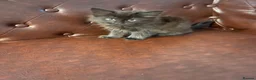 Mixed Breed cats for sale: 5 little baby ready to go  in Wembley - Advert 6