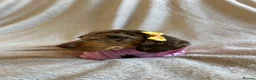Miniature Dachshund dogs for sale:  KC Registered Miniature Dachshund Puppies - Advert 38