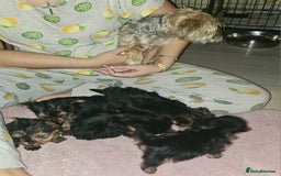 Yorkshire Terrier dogs for sale: Yorkshire terrier puppies  - Image 2