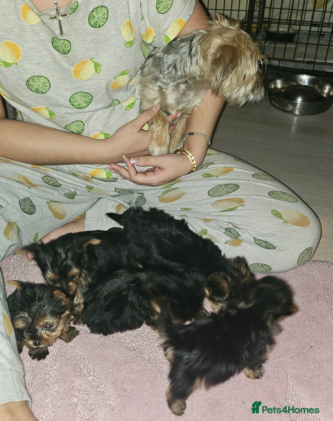 Yorkshire Terrier dogs for sale: Yorkshire terrier puppies  - Image 2