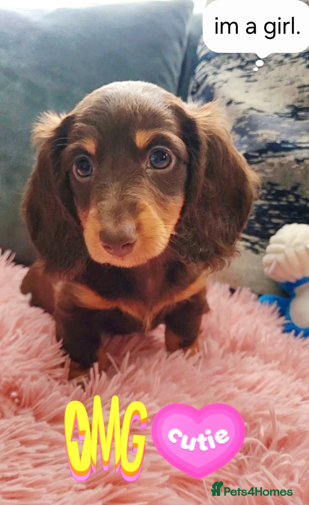 Miniature Dachshund dogs for sale: Minature dachshunds puppies "7 weeks old" - Advert 5