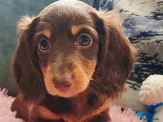 Miniature Dachshund dogs Minature dachshunds puppies "7 weeks old" - Advert 14