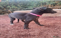 Greyhound dogs for sale: 💙READY TO GO💙 1 pup left - Irish Greyhound  - Image 28