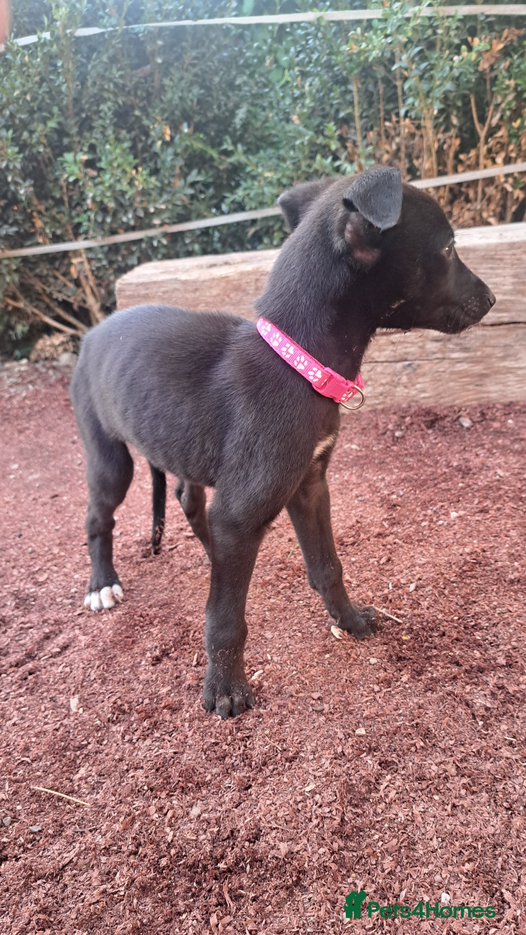 Greyhound dogs for sale: 💙READY TO GO💙 1 pup left - Irish Greyhound  - Image 28