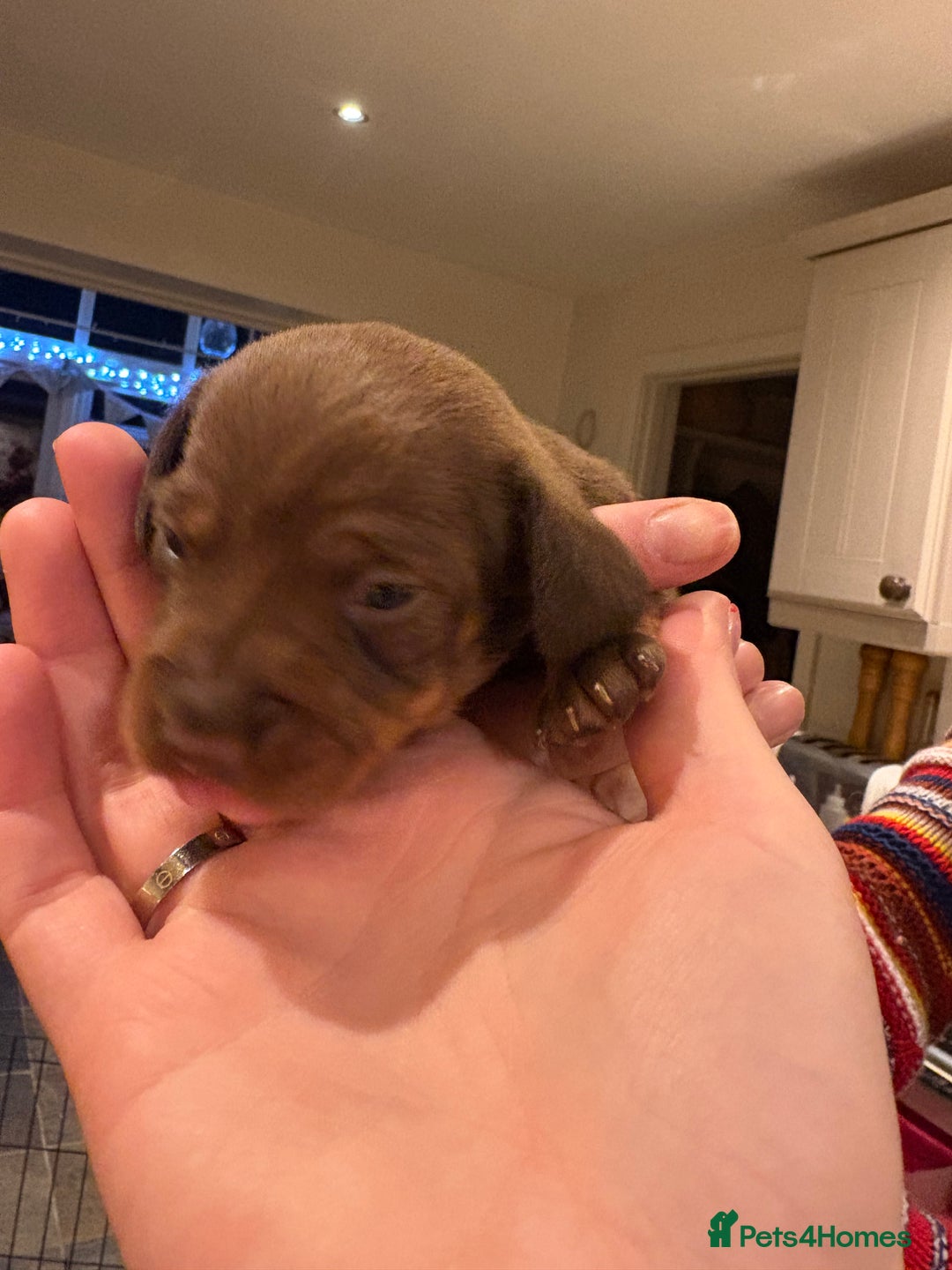 Miniature Dachshund dogs for sale: Smooth Miniature Daschund puppies  - Advert 13