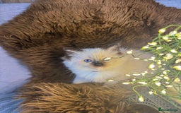 Ragdoll cats for sale: GCCF Sealpoint Mitted/Blue Lynx Ragdoll kittens - Image 15