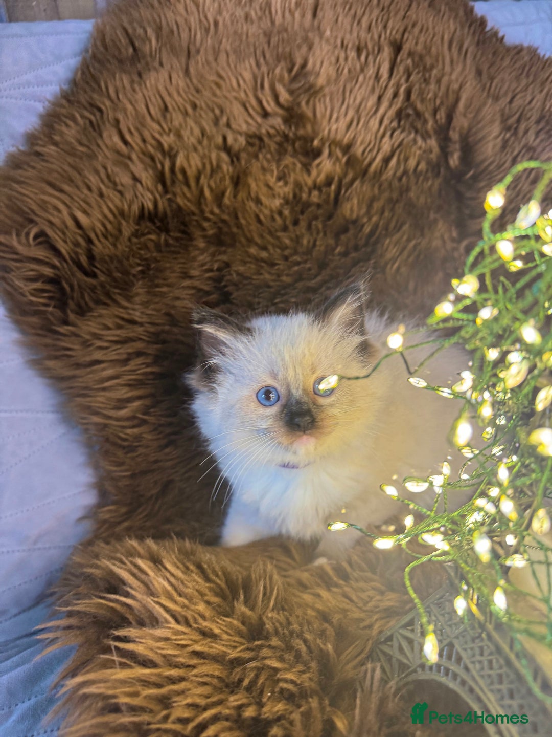Ragdoll cats for sale: GCCF Sealpoint Mitted/Blue Lynx Ragdoll kittens - Image 15
