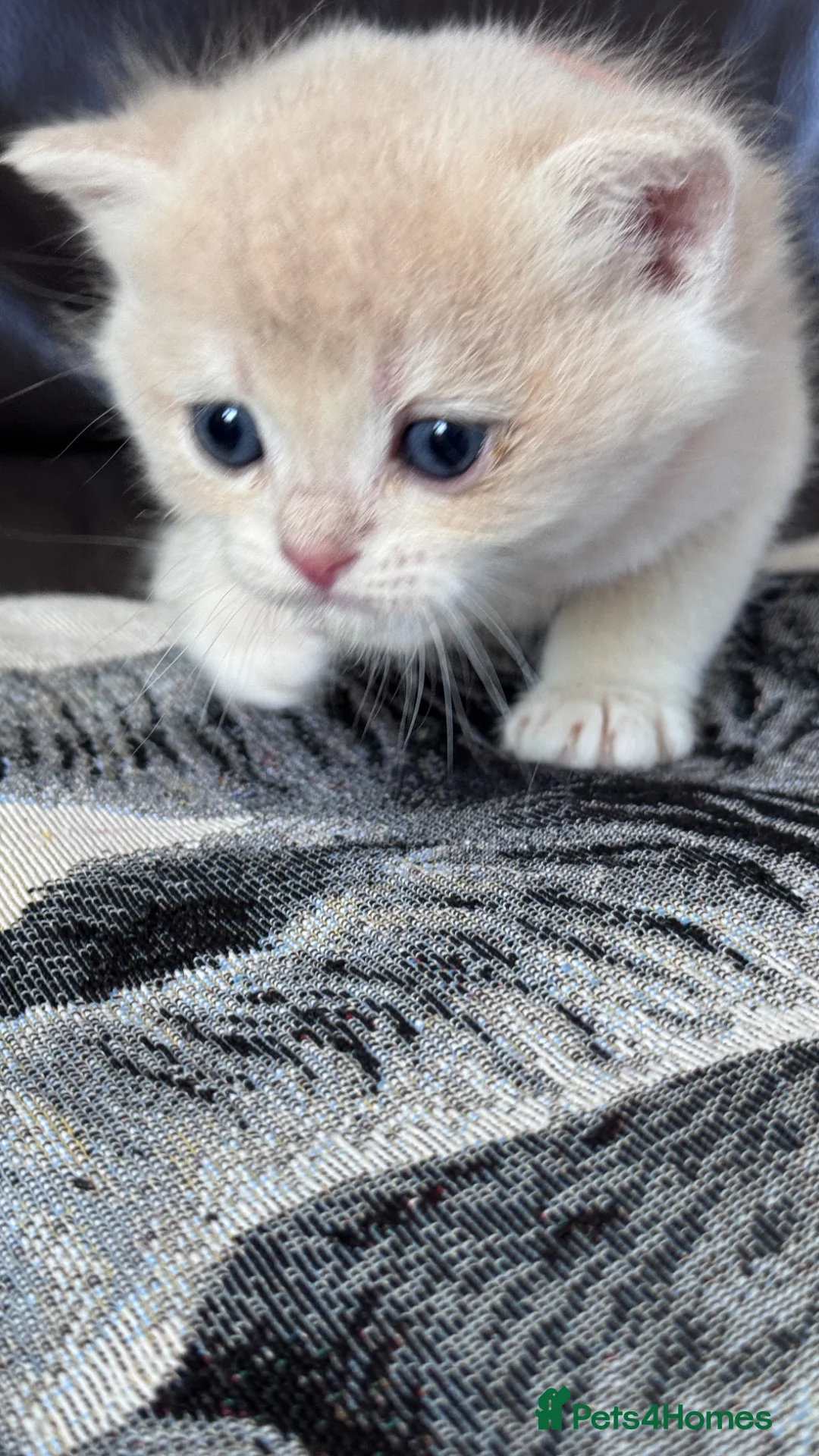 British Shorthair cats for sale: BSH GCCF LILAC & GOLDEN KITTENS  - Advert 32
