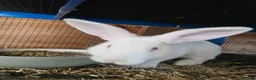 New Zealand rabbits for sale: New Zealand White (different bloodlines available) - Advert 4