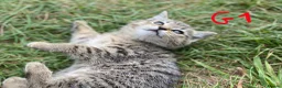 European cats for sale: 3 kittens for sale - Advert 13