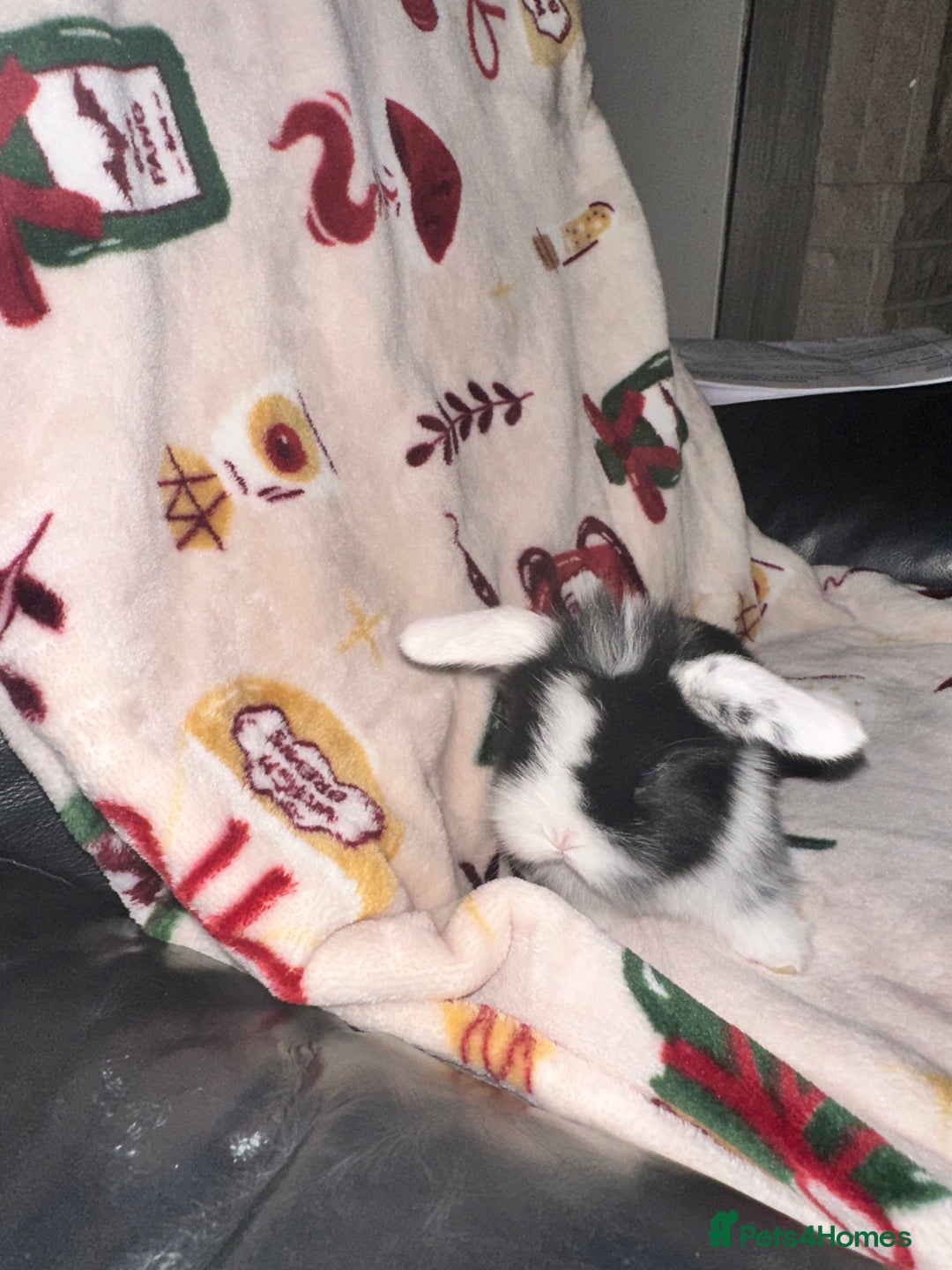 Mini Lop rabbits for sale: Adorable Baby Mini Lops Looking for Loving Homes - Advert 15