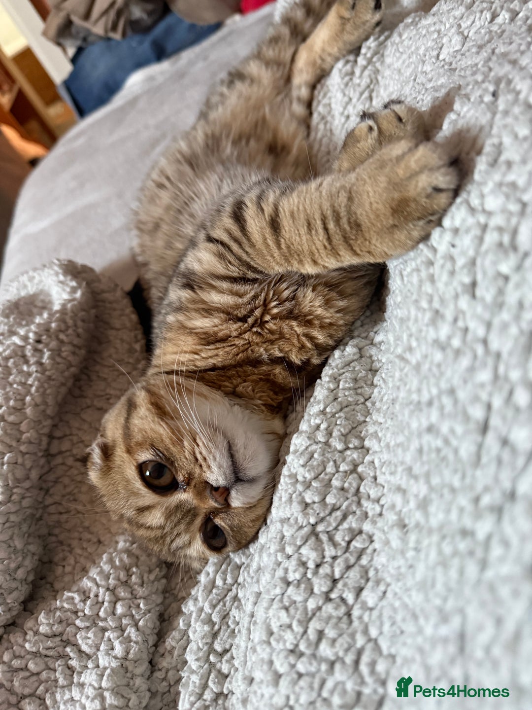 Scottish Fold cats for sale: Scottish fold boy  - Image 7