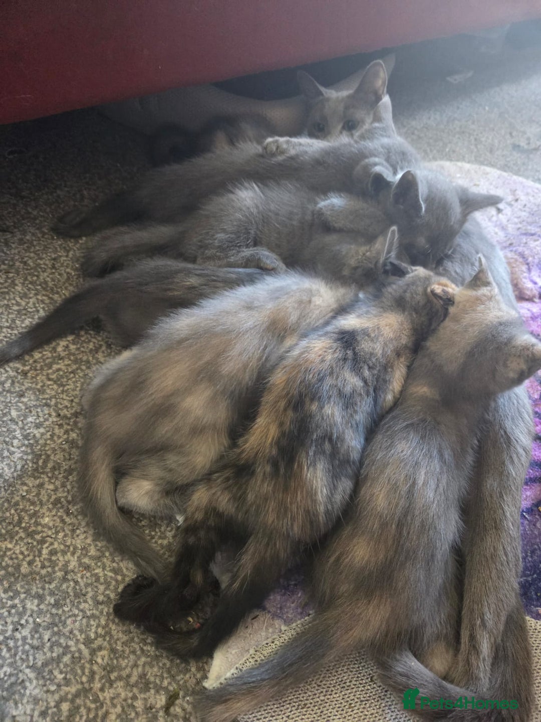 Russian Blue cats for sale: RUSSIAN DOLL'S russian blue X ragdoll kittens  - Image 2
