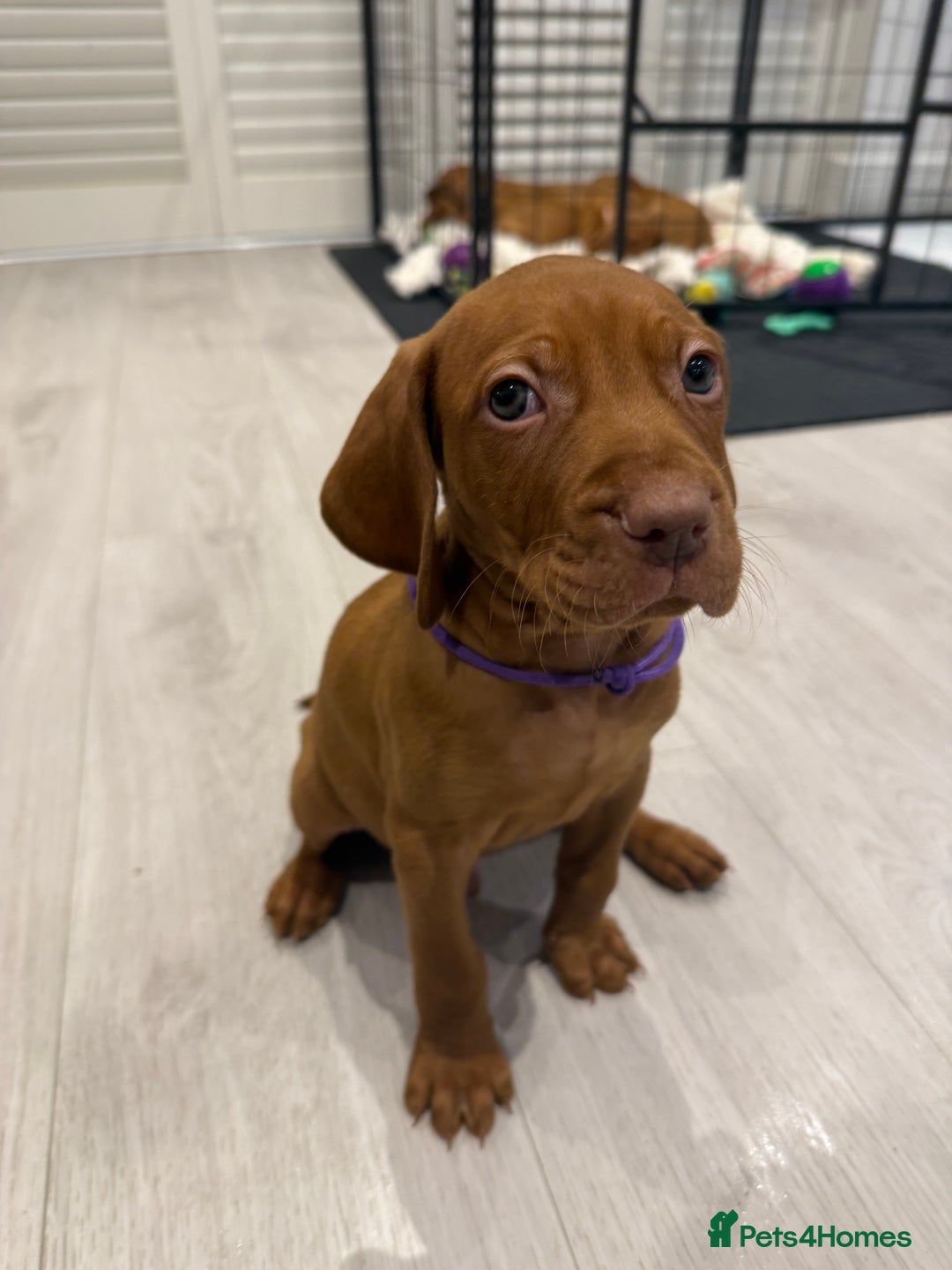 Hungarian Vizsla dogs for sale: Hungarian Vizsla Puppies – Prime Pedigree - Advert 5