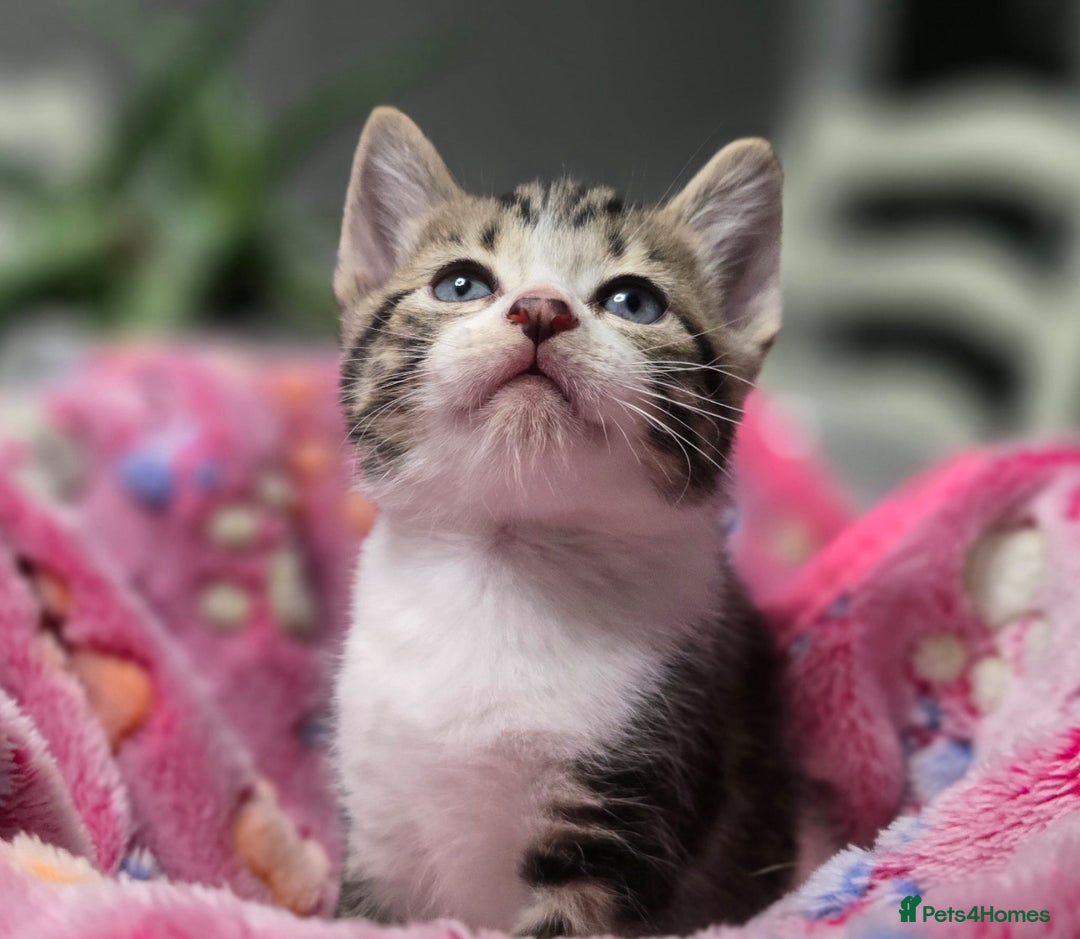 Mixed Breed cats for sale: 5 mixed kittens for sale! - Image 2