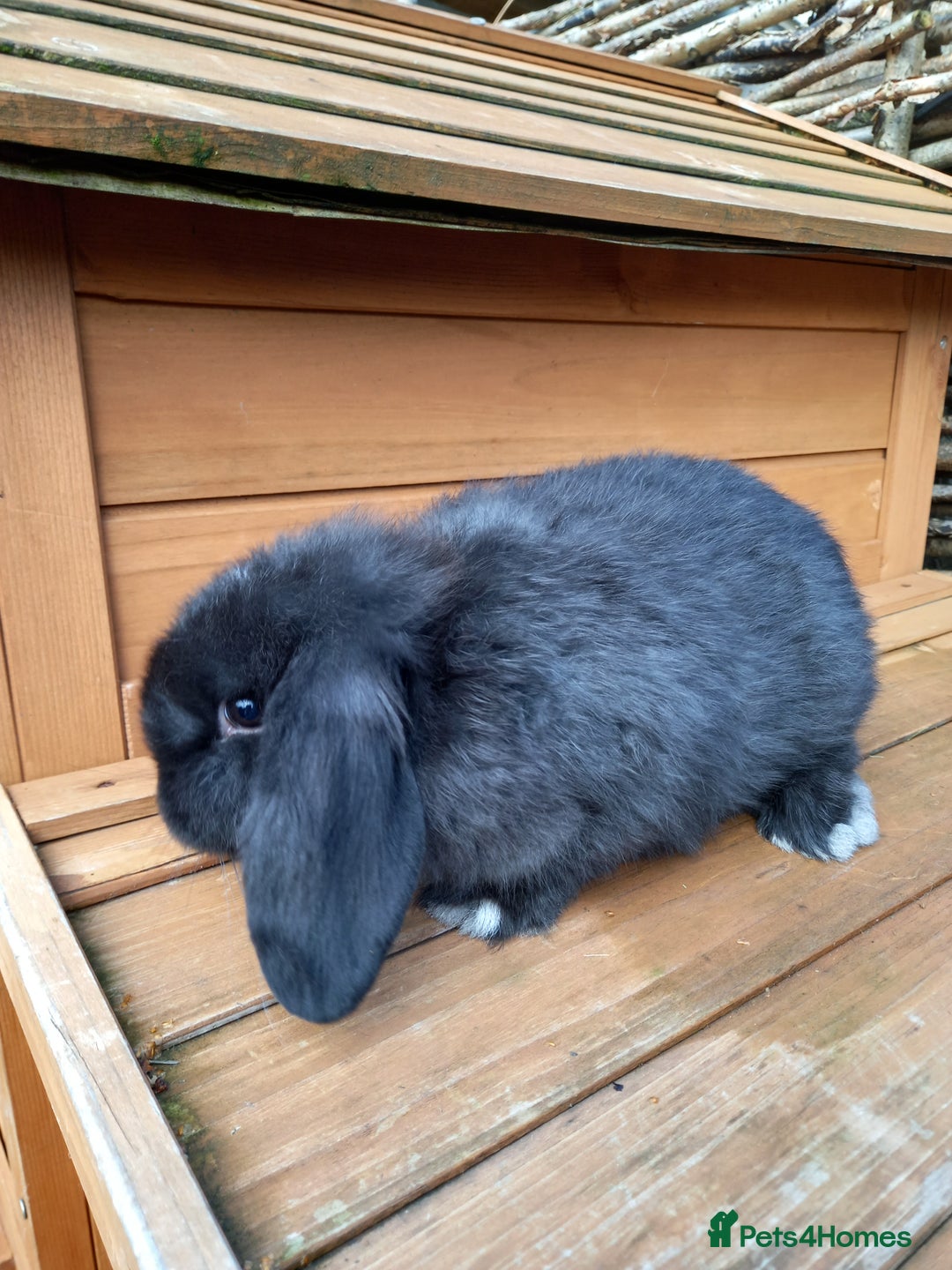 Mini Lop rabbits for sale: Mini lop baby - Image 1