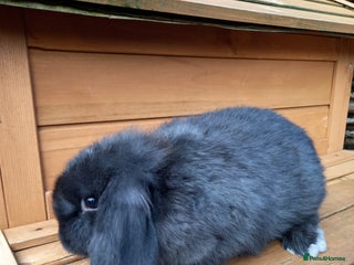 Mini Lop rabbits - Advert 14